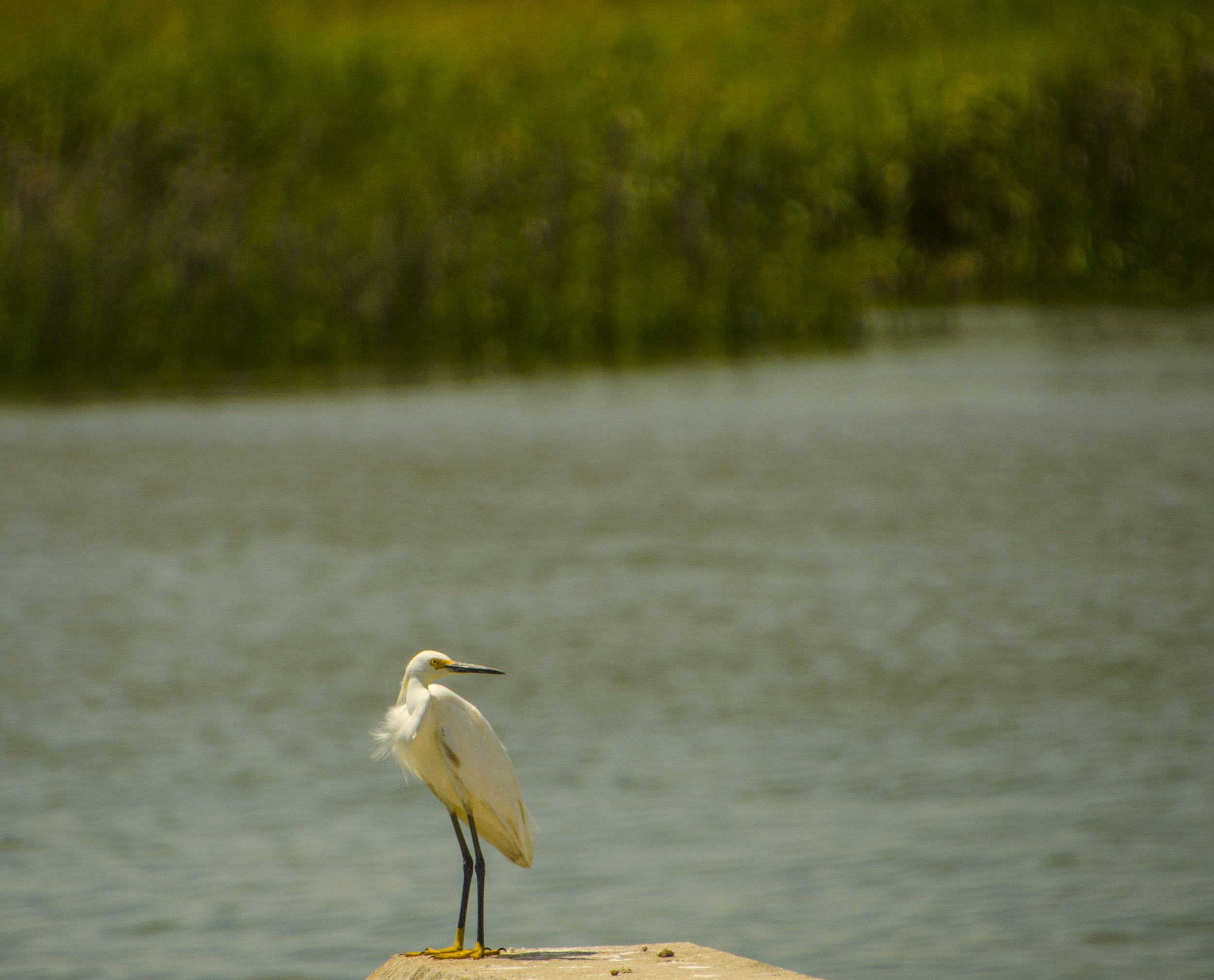  An egret waits patiently for its dinner near the ferry dock. 