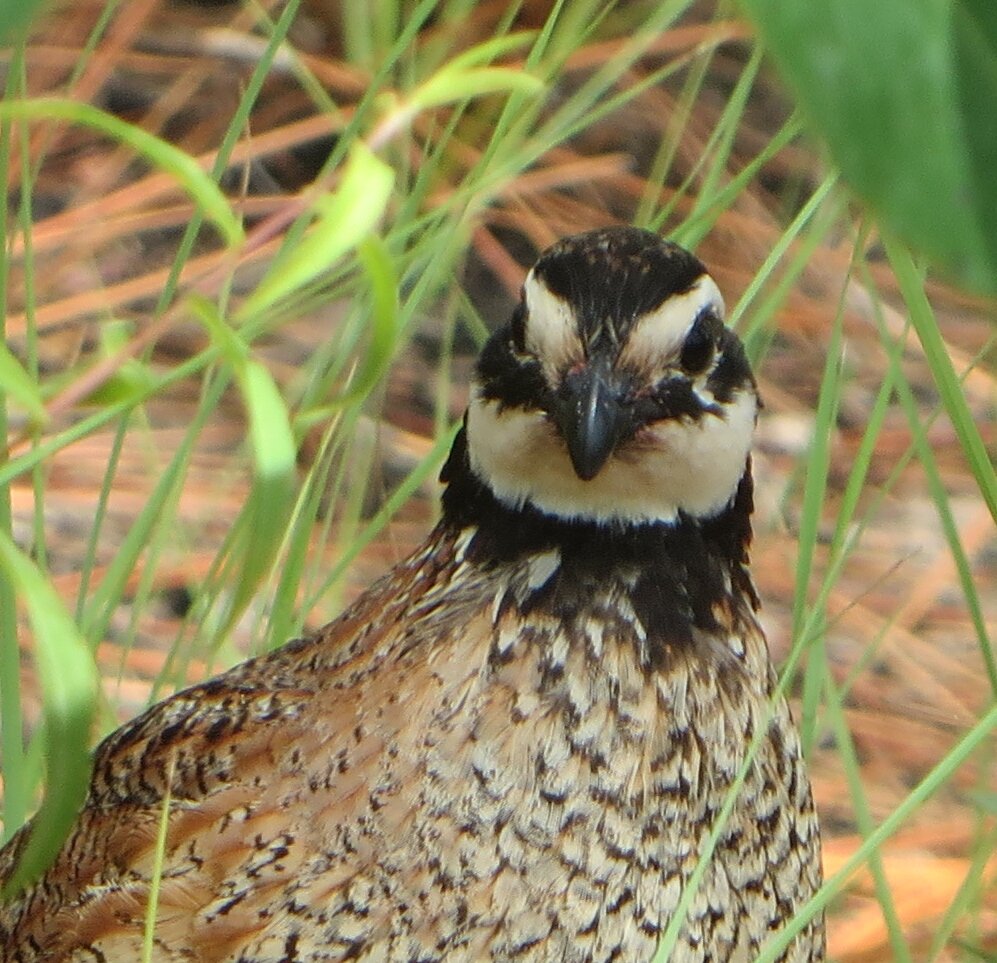 Quail_1.JPG