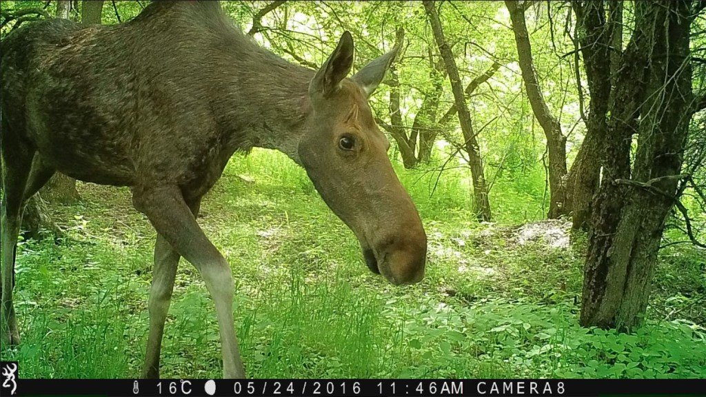 Moose side-eyeing trail cam in a wooded area.