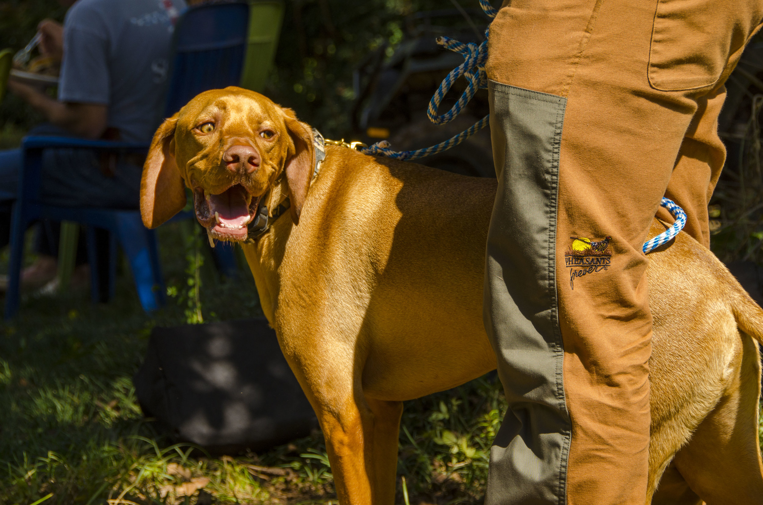 Bird Dog Revival_by DLucas_071.JPG