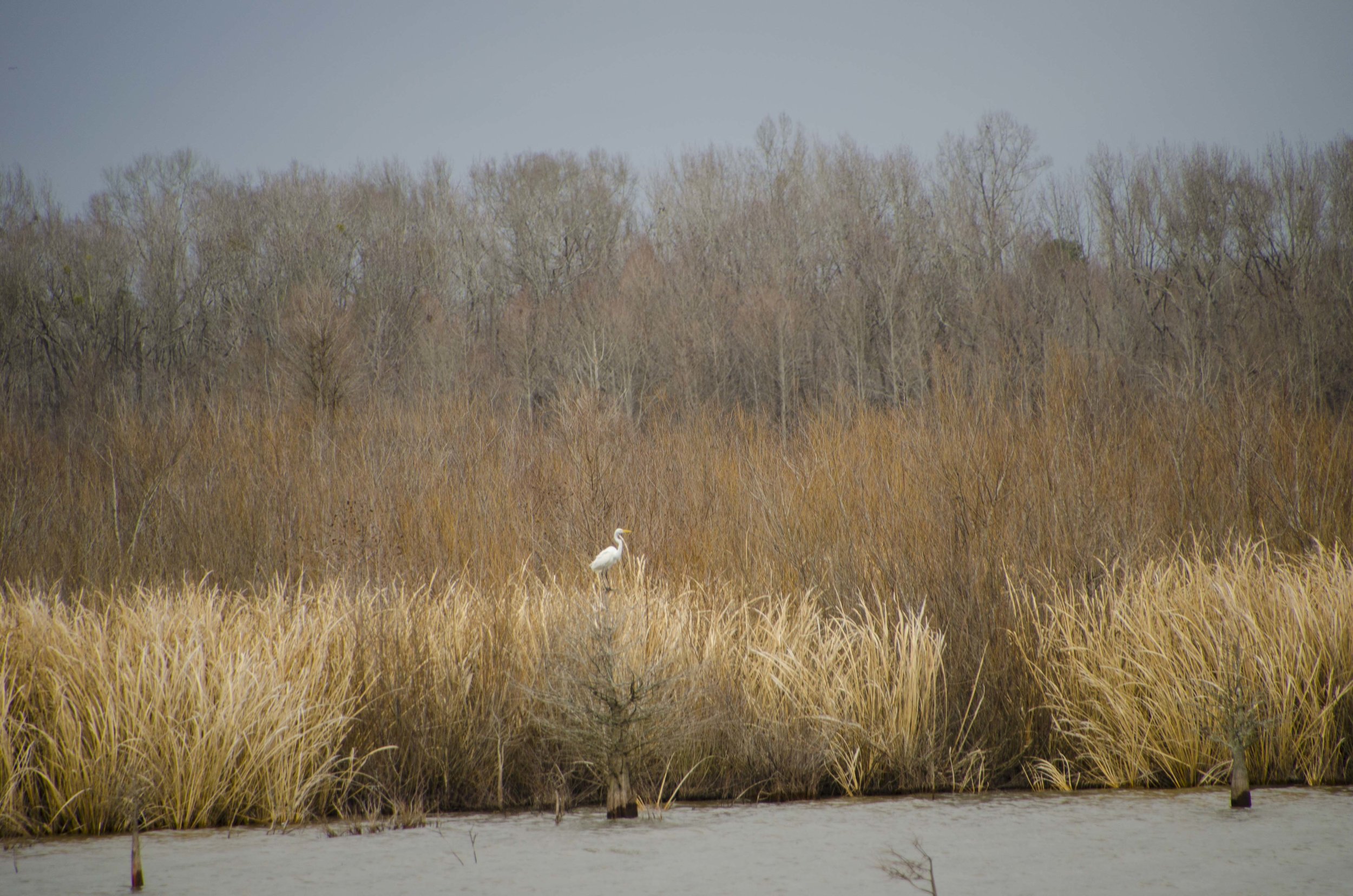 SNWR-Bluff Unit for Blog_8.JPG