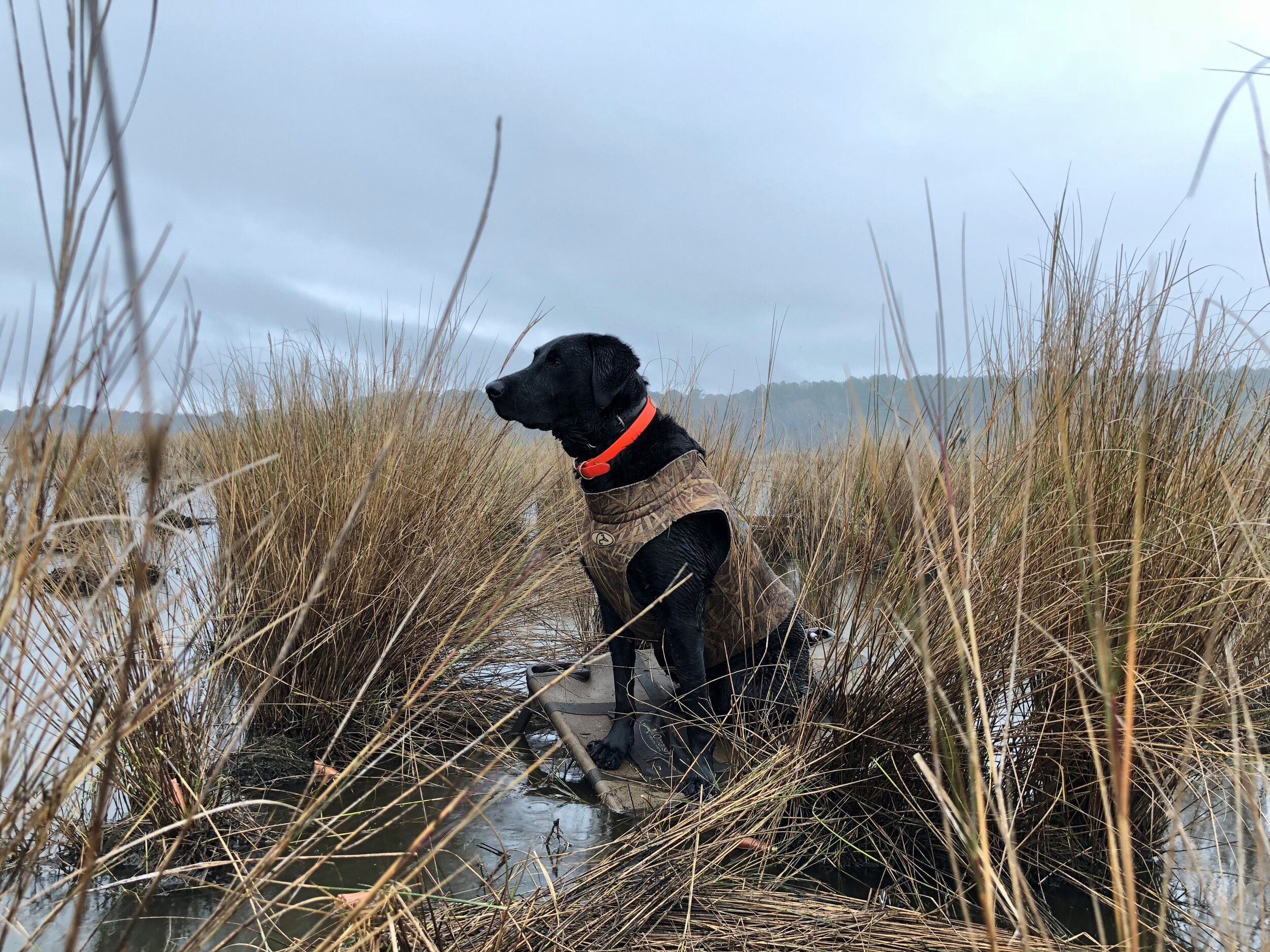 Willie in Magwood 012017.jpg