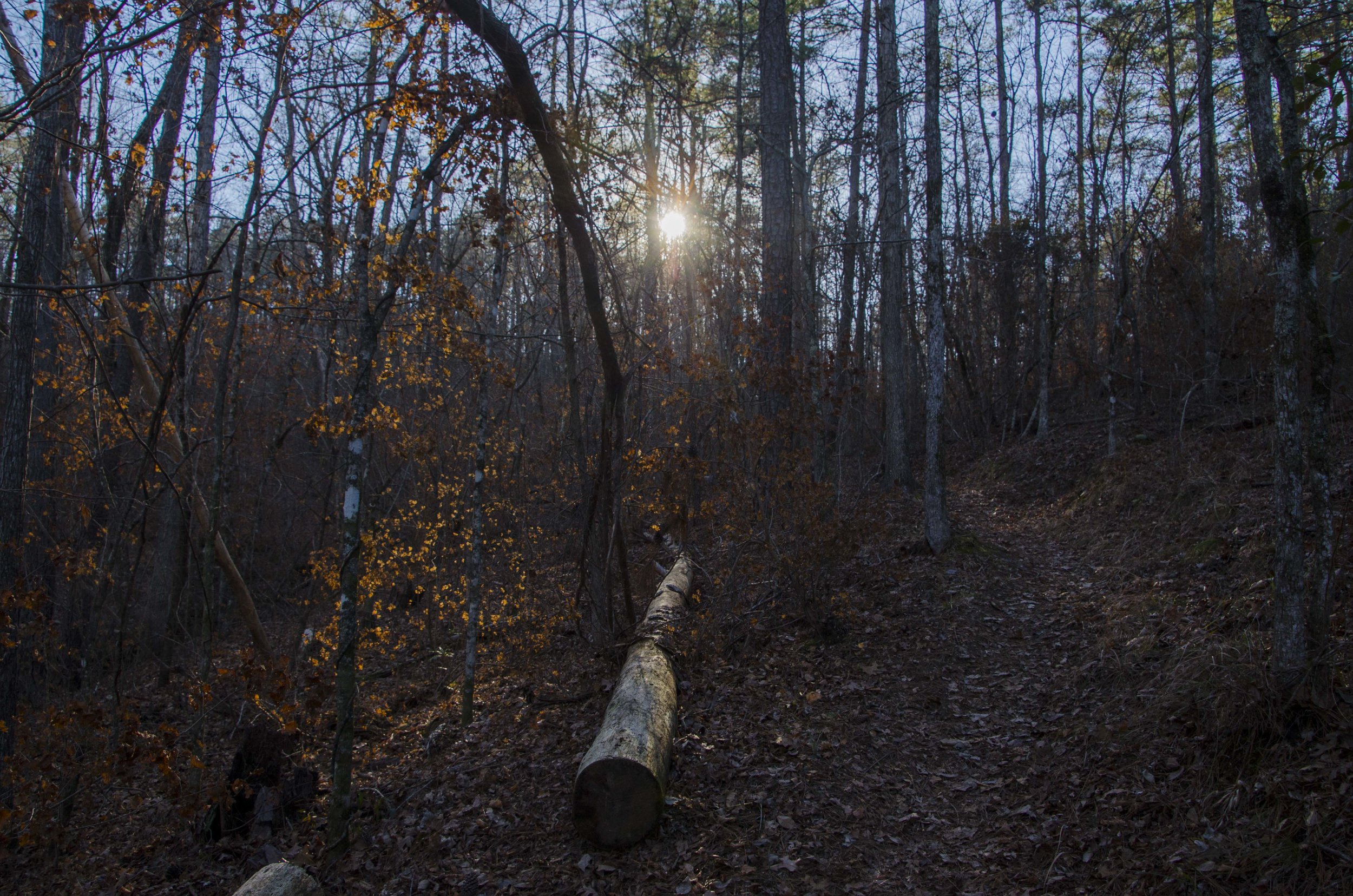  Heading back up the hill after making the loop at the bottom of the trail, the sun began to slide down behind the ridge top.&nbsp;(SCDNR photo by D. Lucas) 