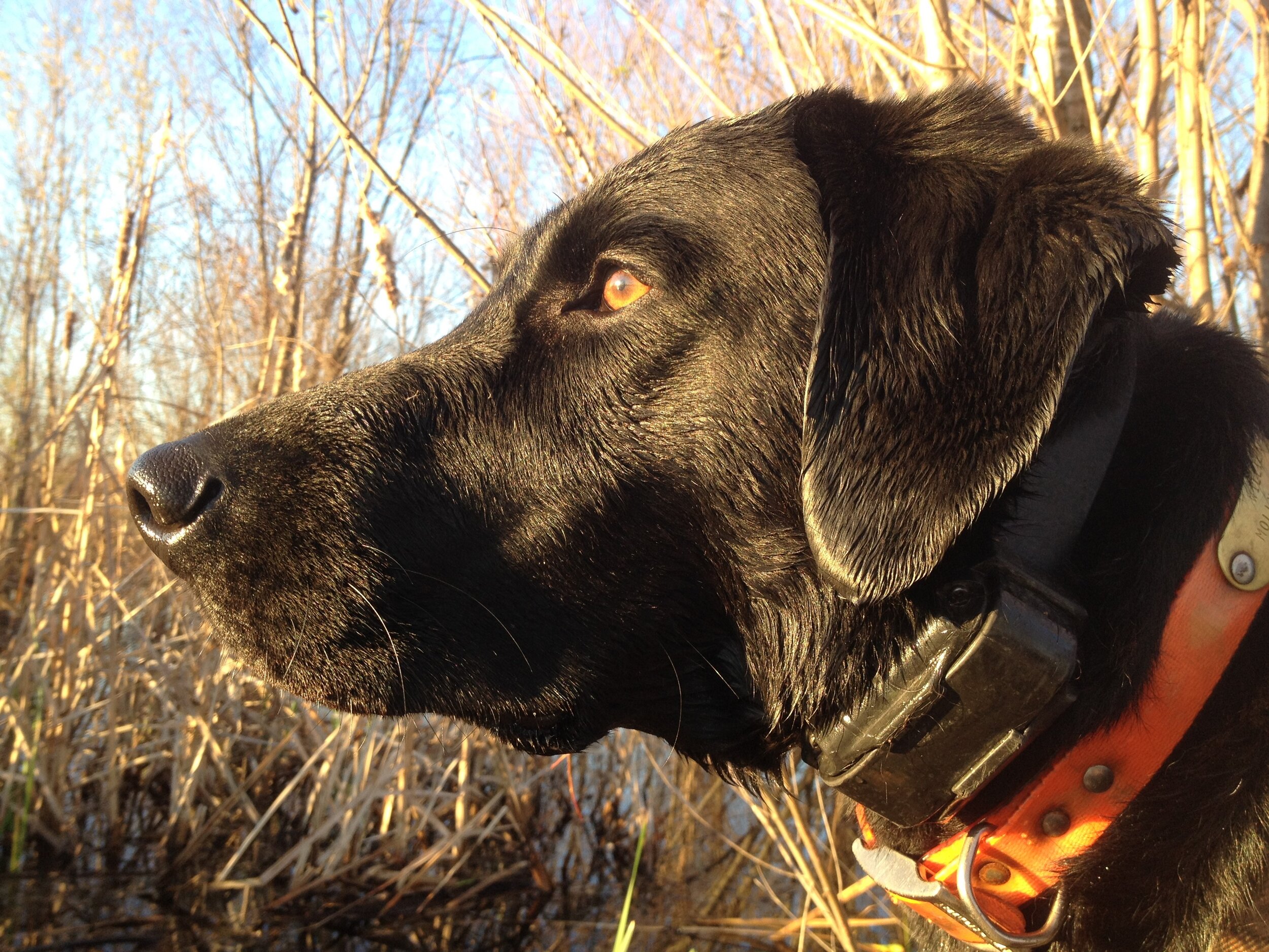 Willie, as always, with his eyes on the sky. (Photo courtesy Molly Kneece)