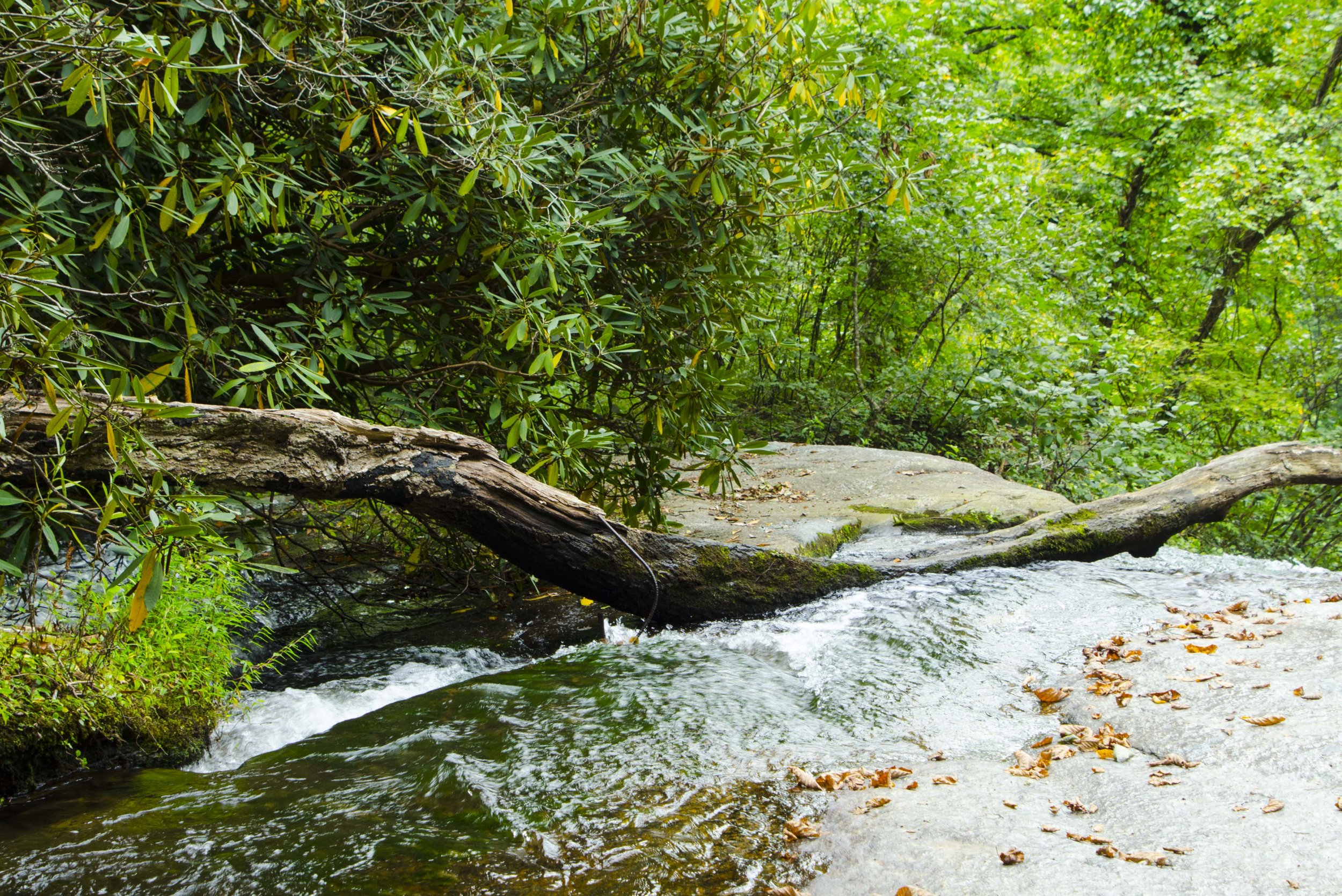 Reedy Cove Falls for Blog by DLucas_9.JPG