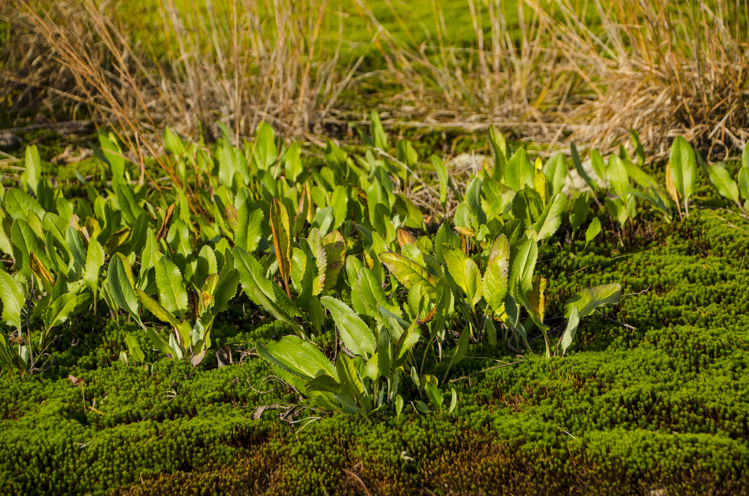 Forty Acre Rock_November2018_DLucas_044.JPG