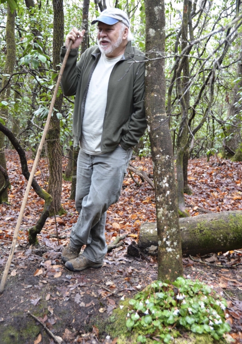 Dennis uses his ever-present hiking staff to point out a colony of Oconee bells (closeup above) springing up near the base of a hardwood tree near a streambed -- exactly the habitat you should keep your eyes peeled for when searching for them.