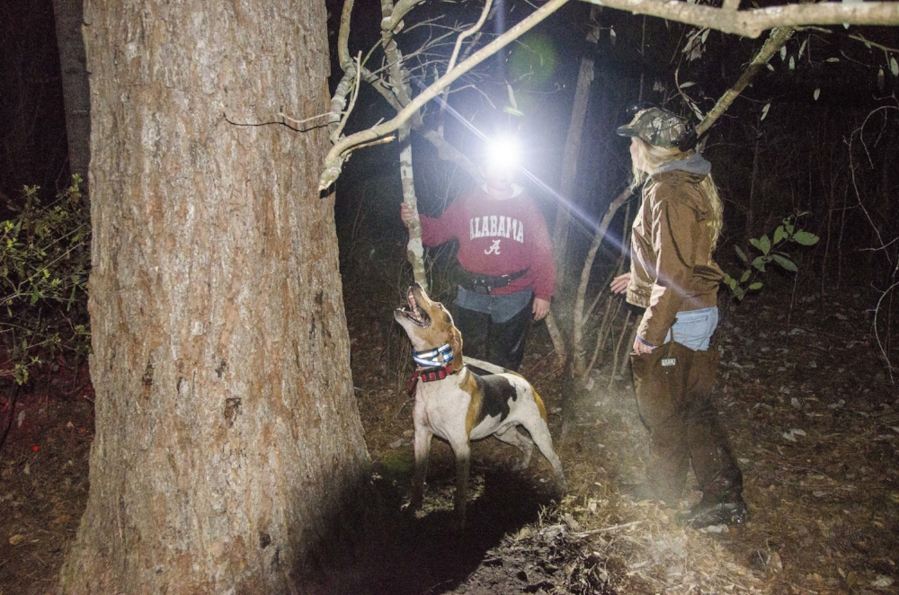 Judge Reba Hughes (right) and Junior Division 3rd place finisher Mason Dexter look carefully to locate a raccoon treed by hounds deep in a bottomland swamp. 