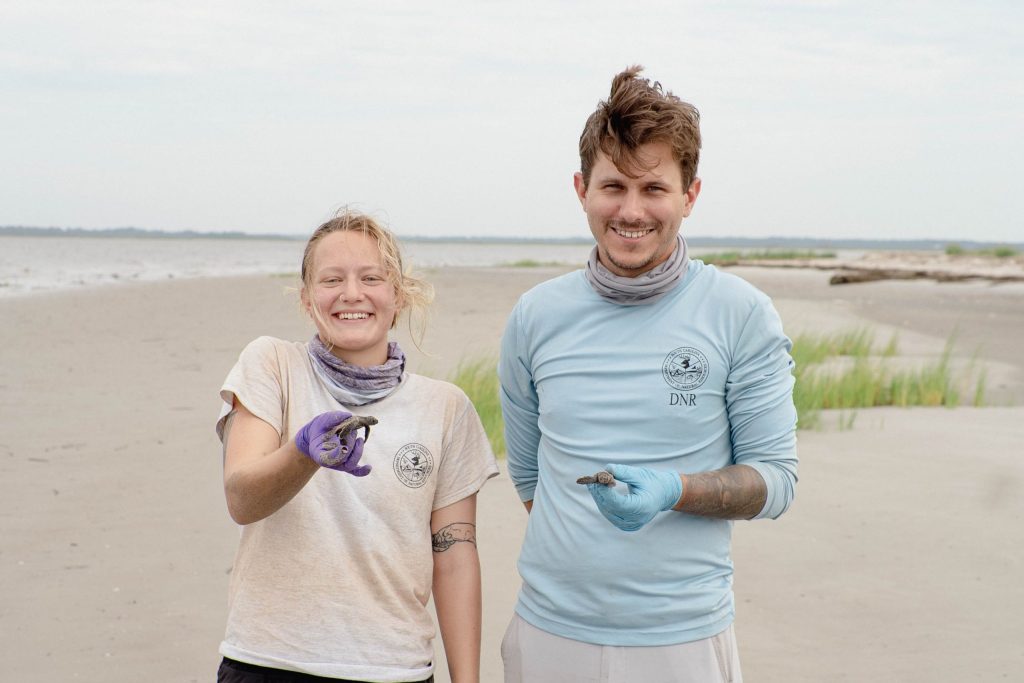 A barrier island birthday surprise: SC turtle&nbsp;hatchlings