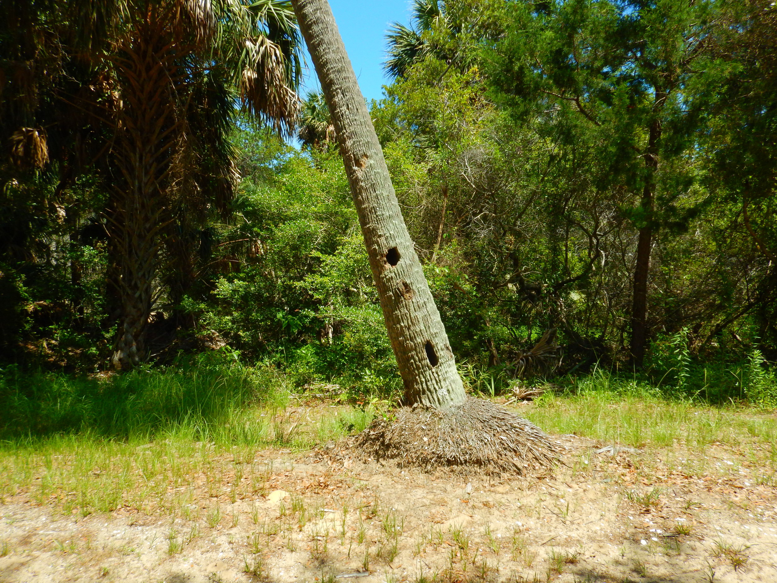  Woodpeckers or other cavity nesters appear to have been at work on this palmetto snag. 