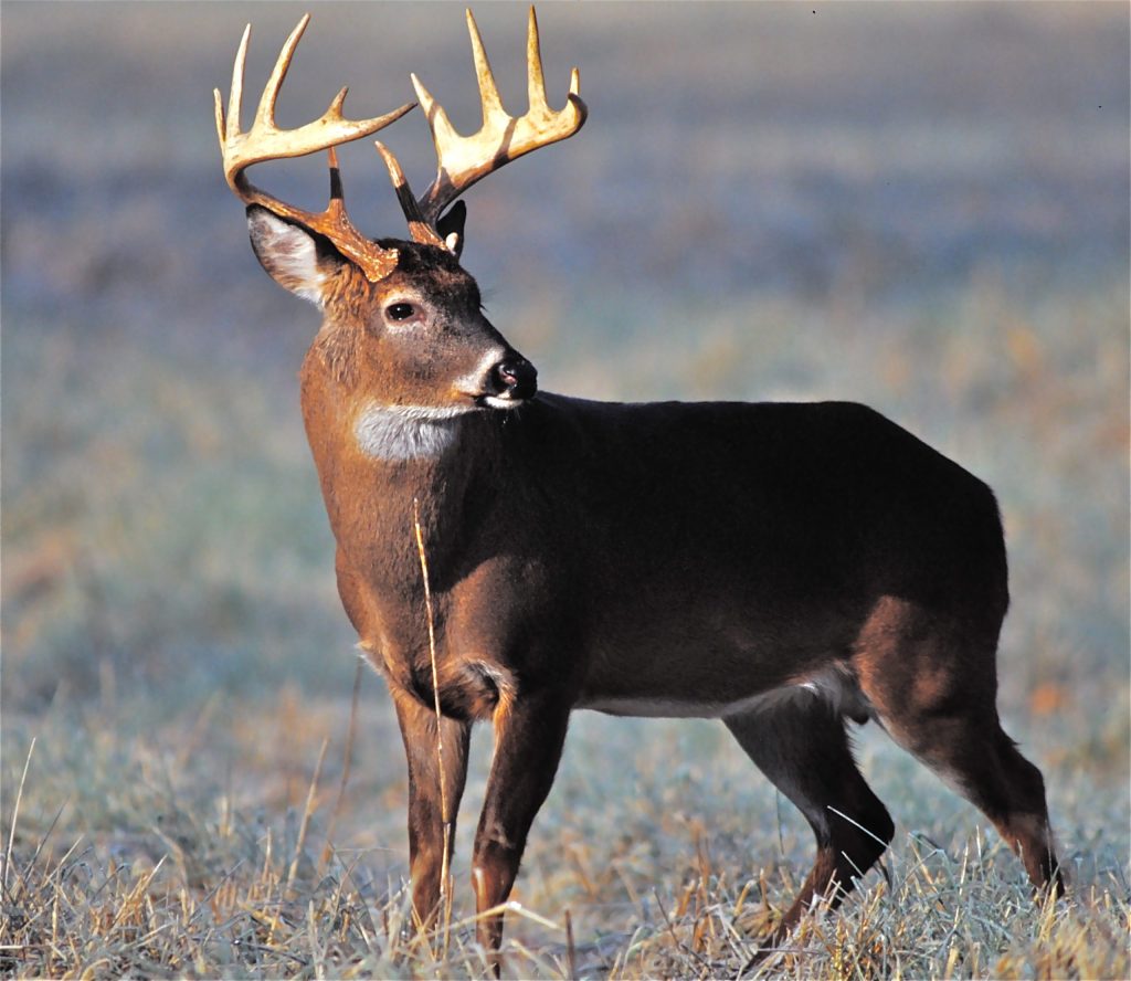 My Favorite Hunt: A Glimpse of the Good Ole’ Days of Simple&nbsp;Hunting