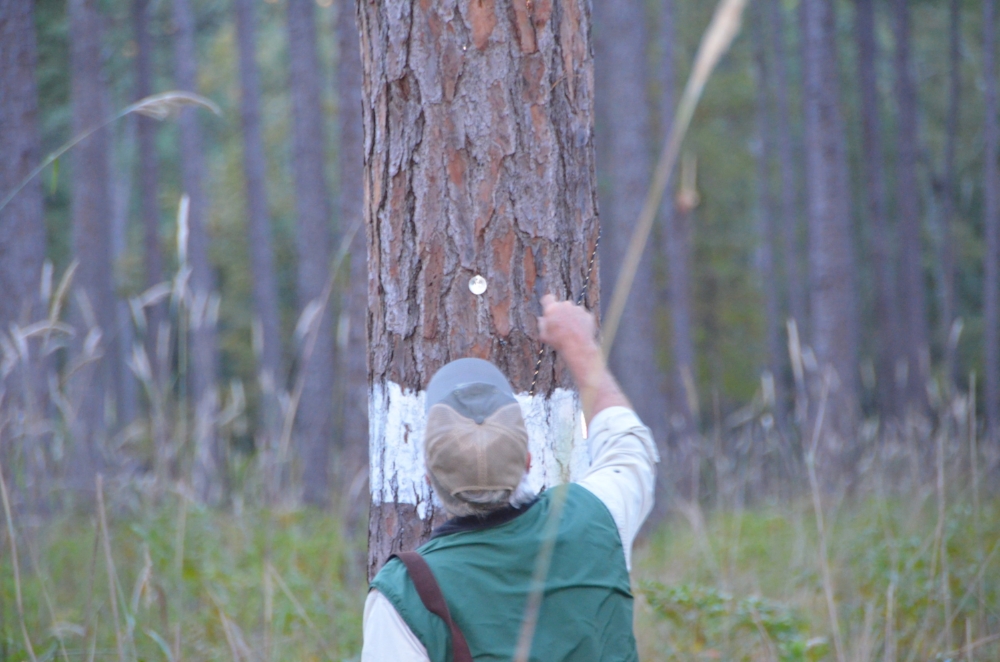 The penultimate moment ... Harrigal pulls the rope releasing one of the translocated birds from its nesting cavity.