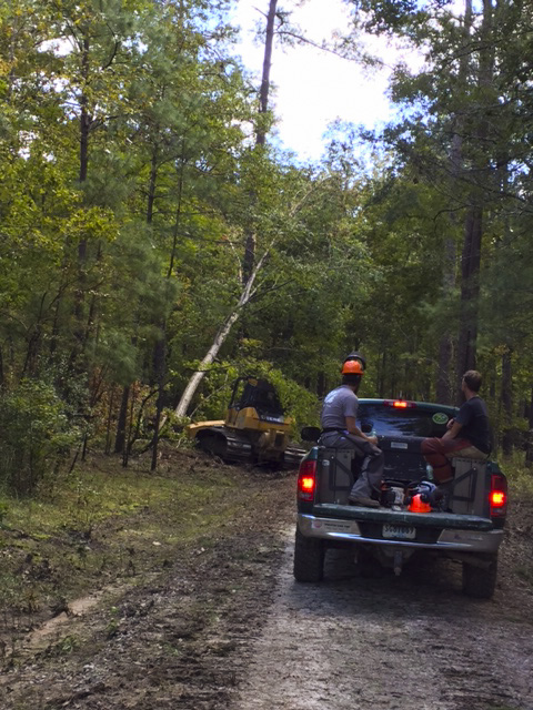 &nbsp;chainsaw crew follows a bulldozer into the interior of the Webb Center property, where numerous trees were downed by Hurricane Matthew.