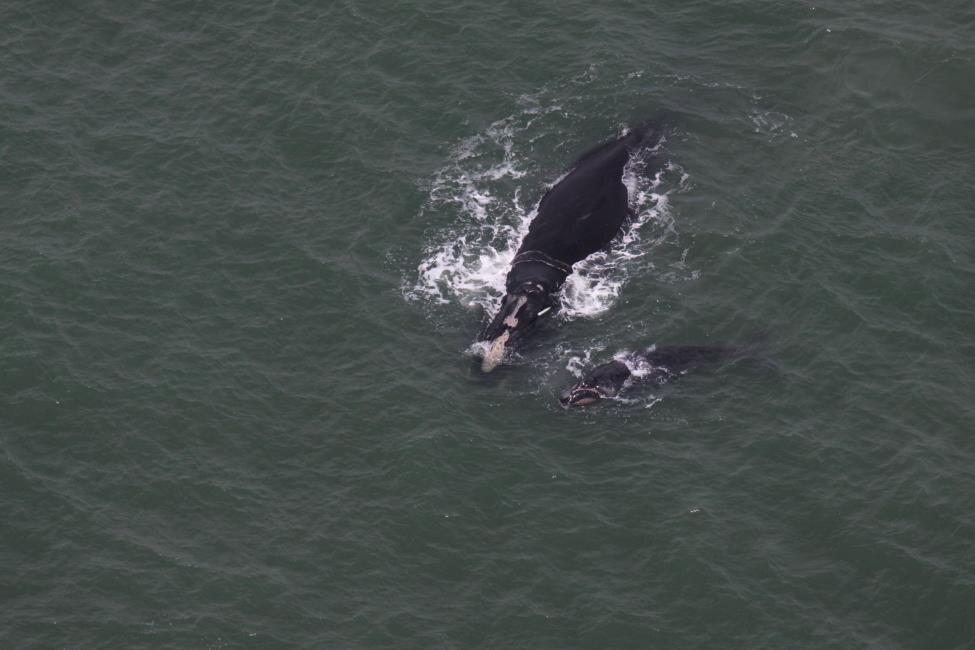 Rare Sightings of Endangered Whale Mother & Calf off SC&nbsp;Coast