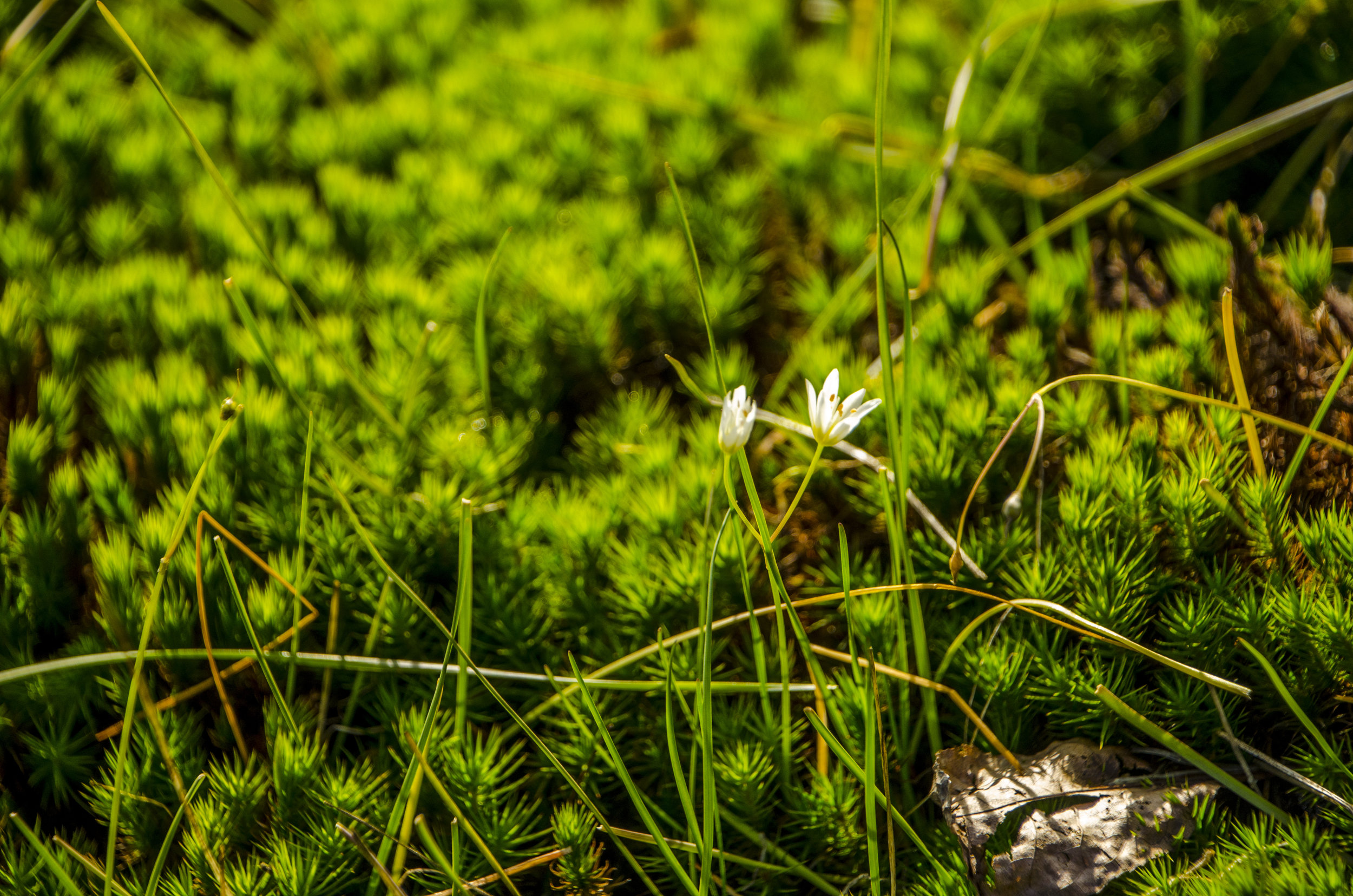 Plant life in the rock's vernal pool is abundant, even in November.