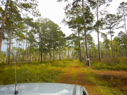 The Webb Center's nearly 6,000 acres are managed intensively for wildlife.