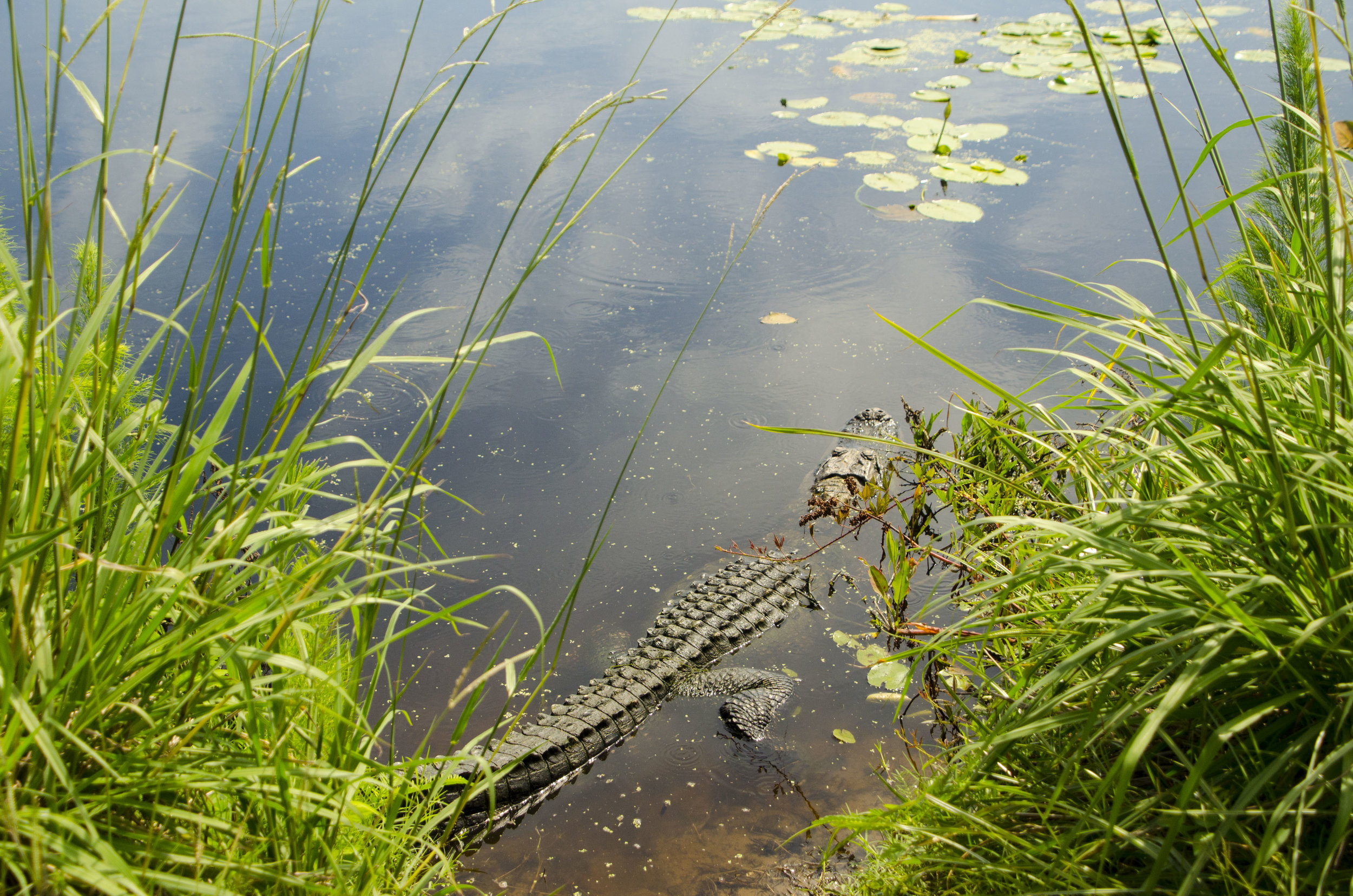 Bulls Island for Blog 013_ by DLucas.JPG