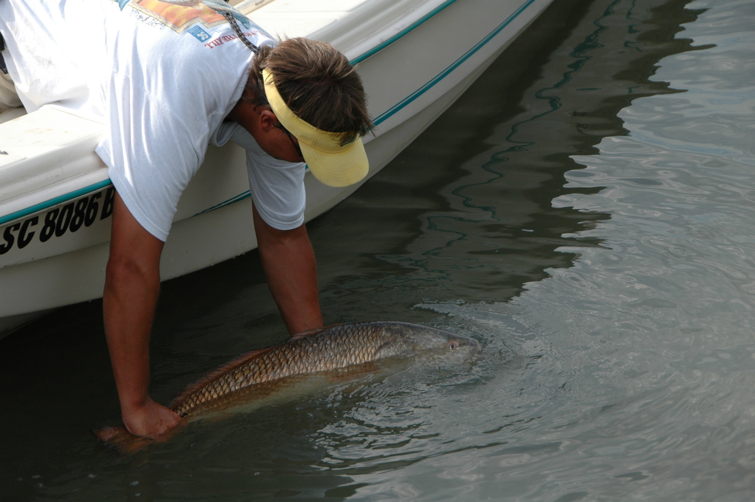 Minimizing or eliminating out-of-water time for mature red drum is one of the best ways to help ensure their survival after their encounter with an angler. (Photo: Philip Jones)