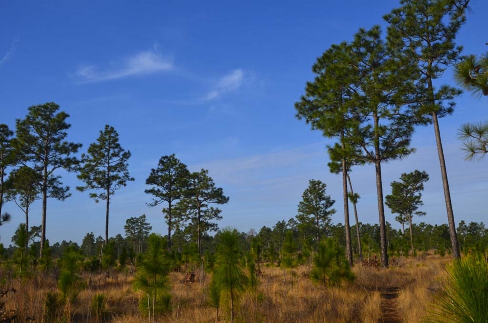 SCDNR land managers are restoring the Longleaf pine-wiregrass ecosystem at Aiken Gopher Tortoise Heritage Preseve, a plan that will benefit the property's tortoises and many other grassland-adapted species.