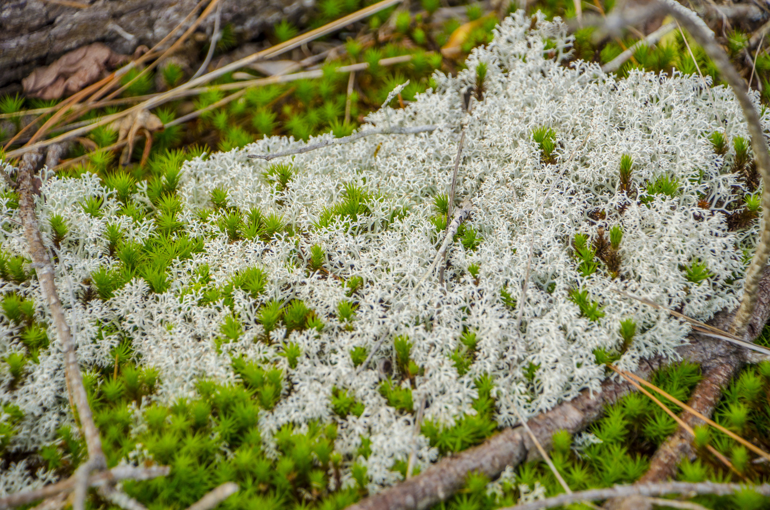 Forty Acre Rock_November2018_DLucas_033.JPG