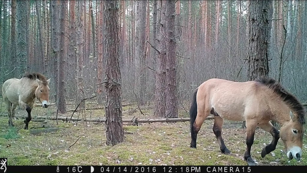 Two large horses walking through a wooded area.