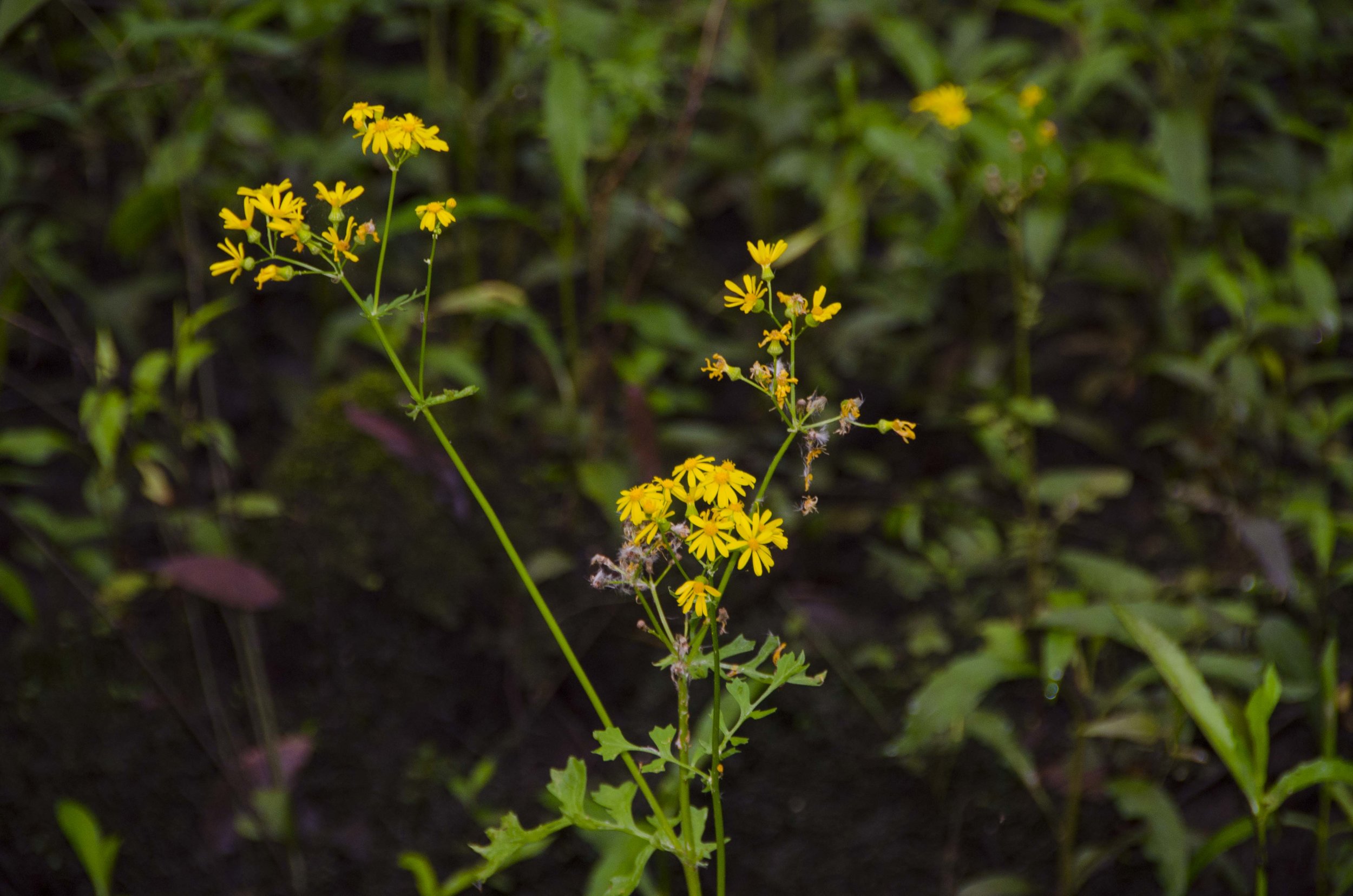 Edisto Trail best for Blog_3.JPG