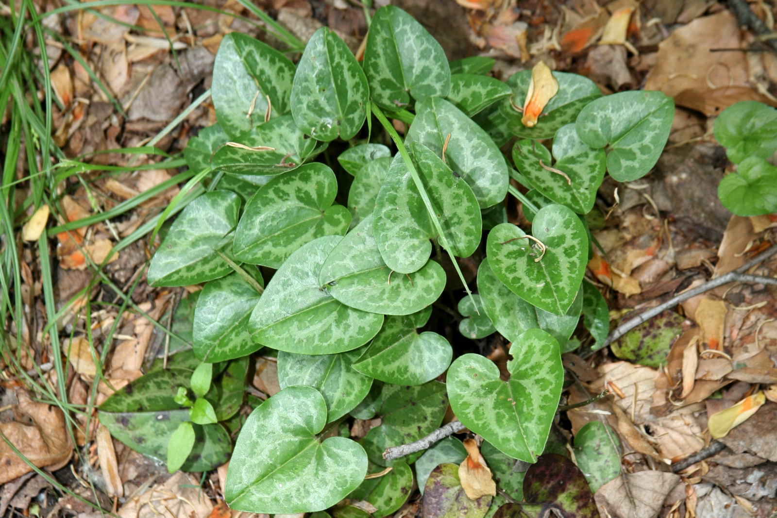 An example of dwarf heartleaf. (photo by “cliff1066” courtesy Wikimedia Commons)