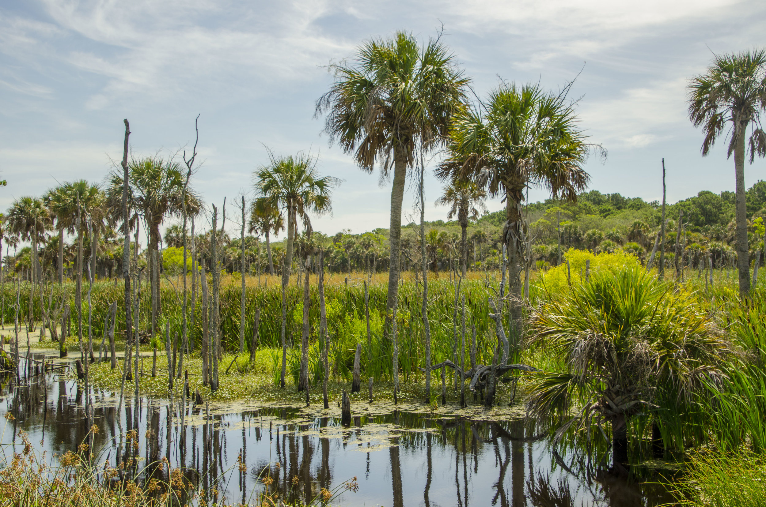  Palmetto trees in the wetlands along the “Turkey Walk” trail. 