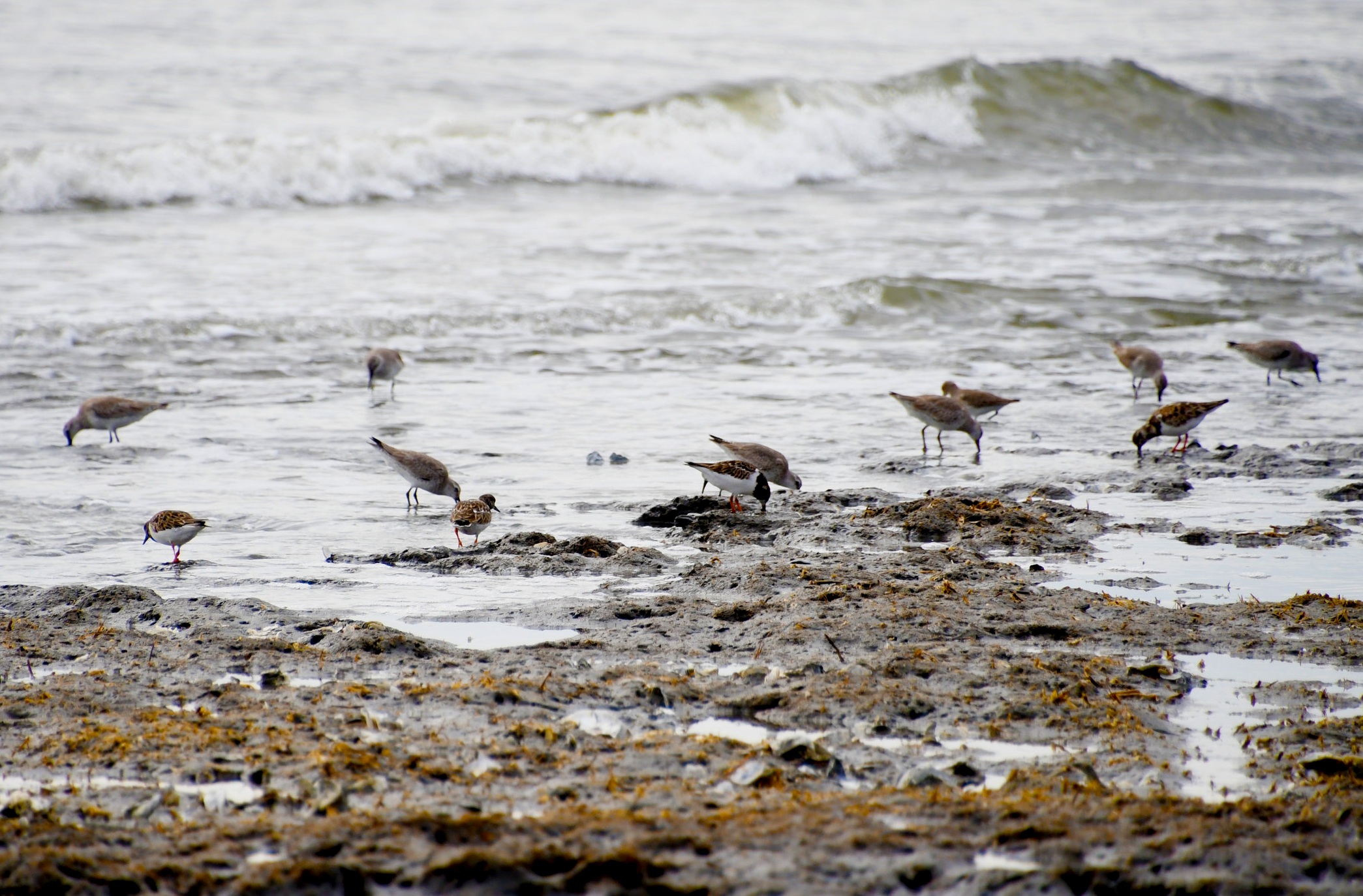 Shorebirds can be seen along the breaks in waves foraging for food at the SCDNR-managed Botany Bay Heritage Preserve. (SCDNR photo by Kaley Lawrimore)
