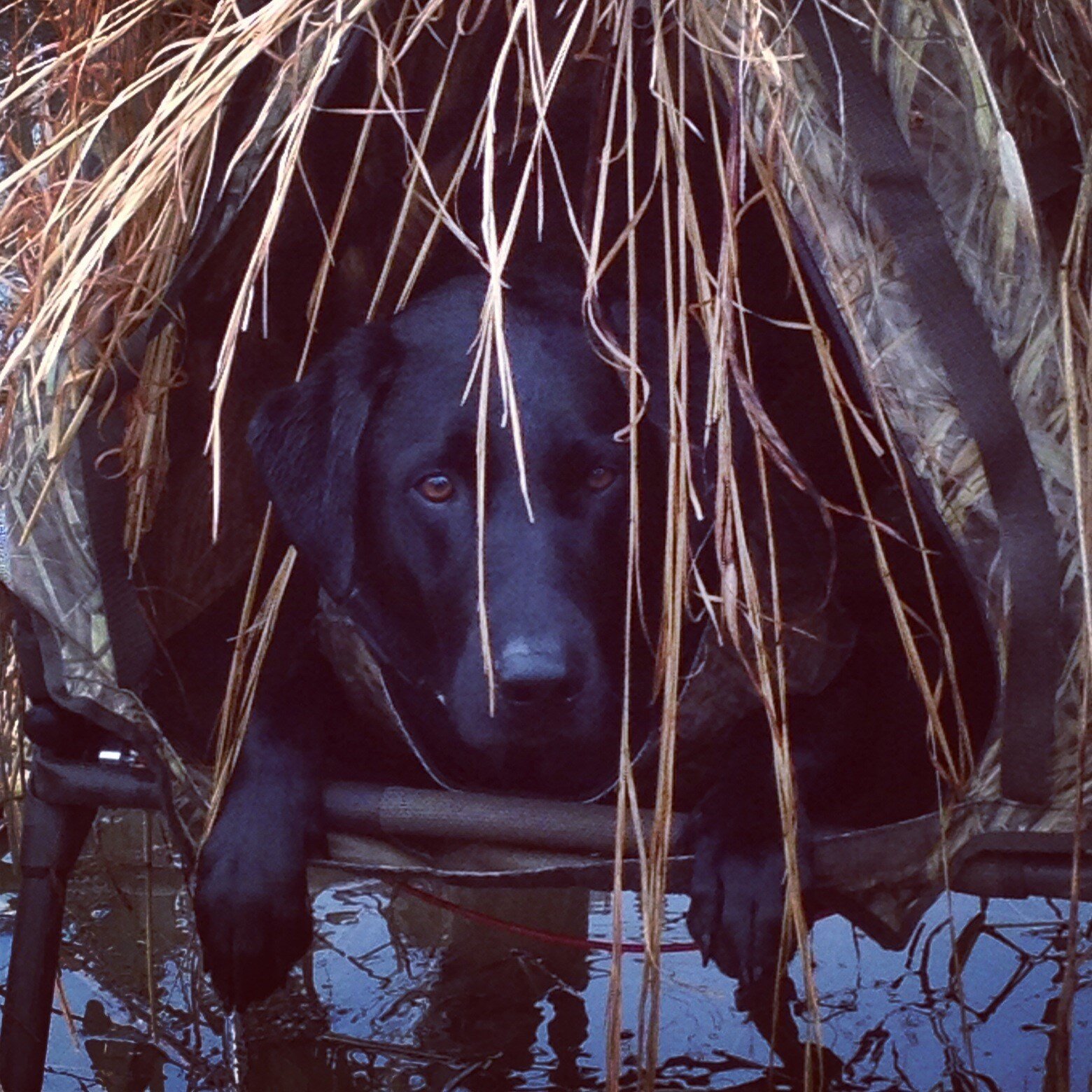 Willie brushed in.jpg