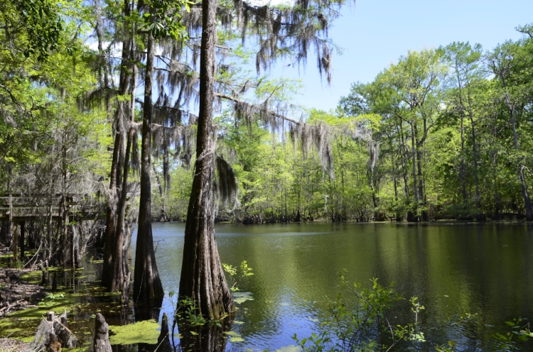 Above: Have you ever seen a more picturesque fishing spot than Bluff lake at the SCDNR's Webb Wildlife Center in Hampton County? Below (clockwise from upper left): The author wets a line in Bluff Lake; light tackle and a simple jighead/g…