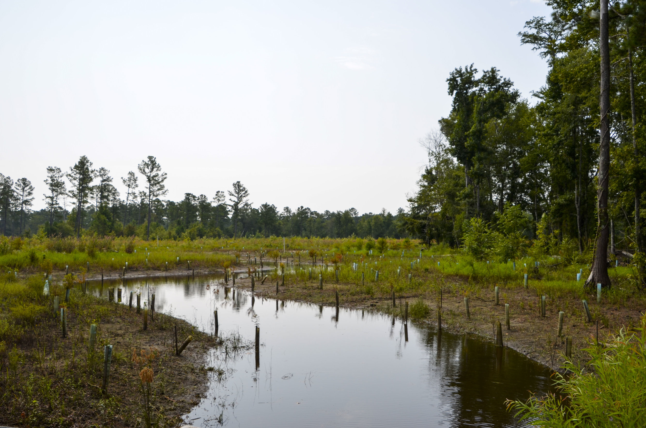  Cypress trees planted along the streambed at the Carter Stilly mitigation ban area at WRHP &amp; WMA. 