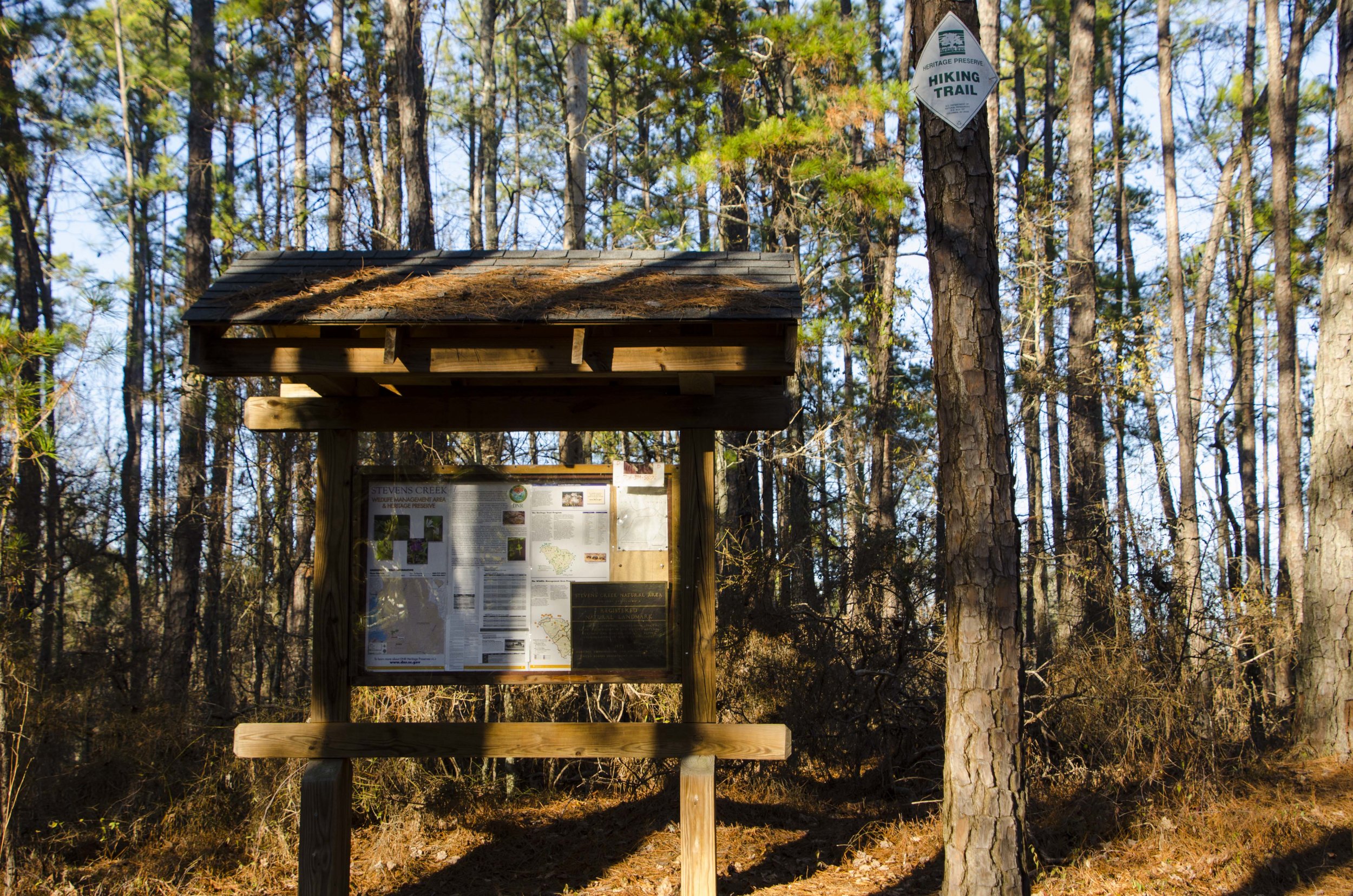  The kiosk at the trailhead is surrounded by a grove of pine trees.&nbsp;SCDNR photo by D. Lucas) 