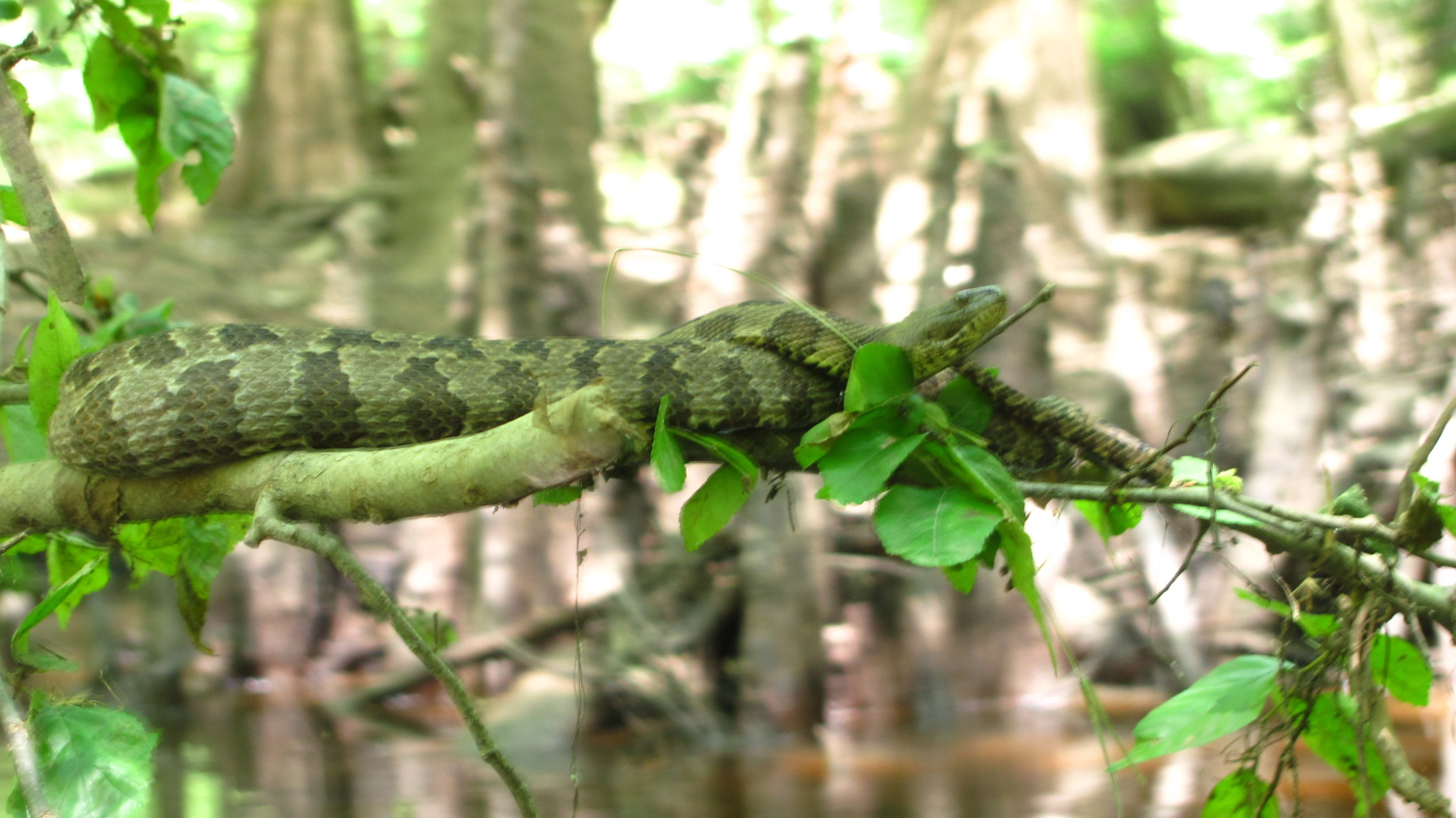 Congaree Park_DLucas_011.JPG