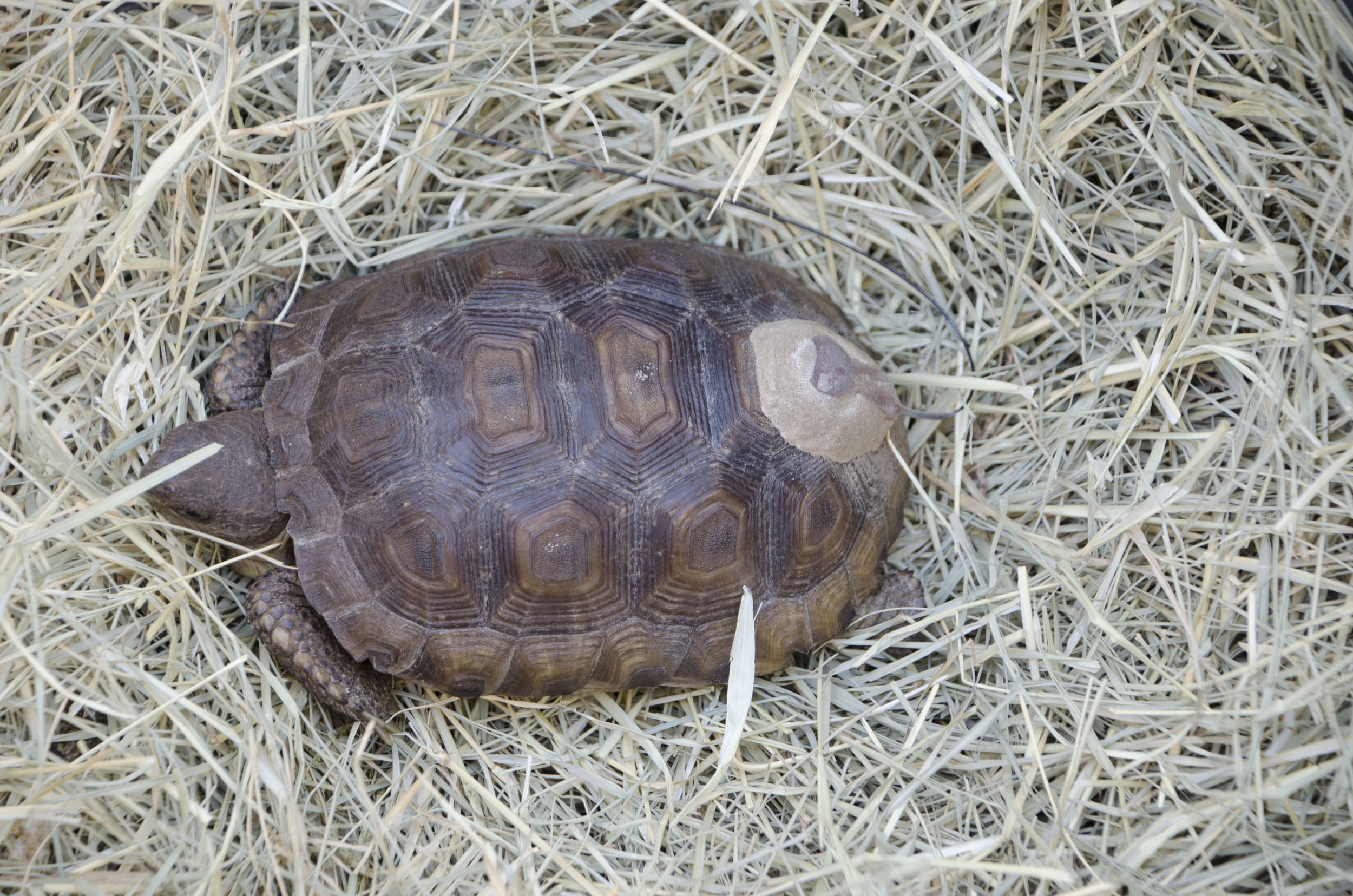 AGTHP Headstart Release by DLucas_003.JPG