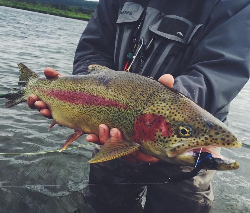 A person in body of water holding out a rainbow trout with a hook in its mouth.