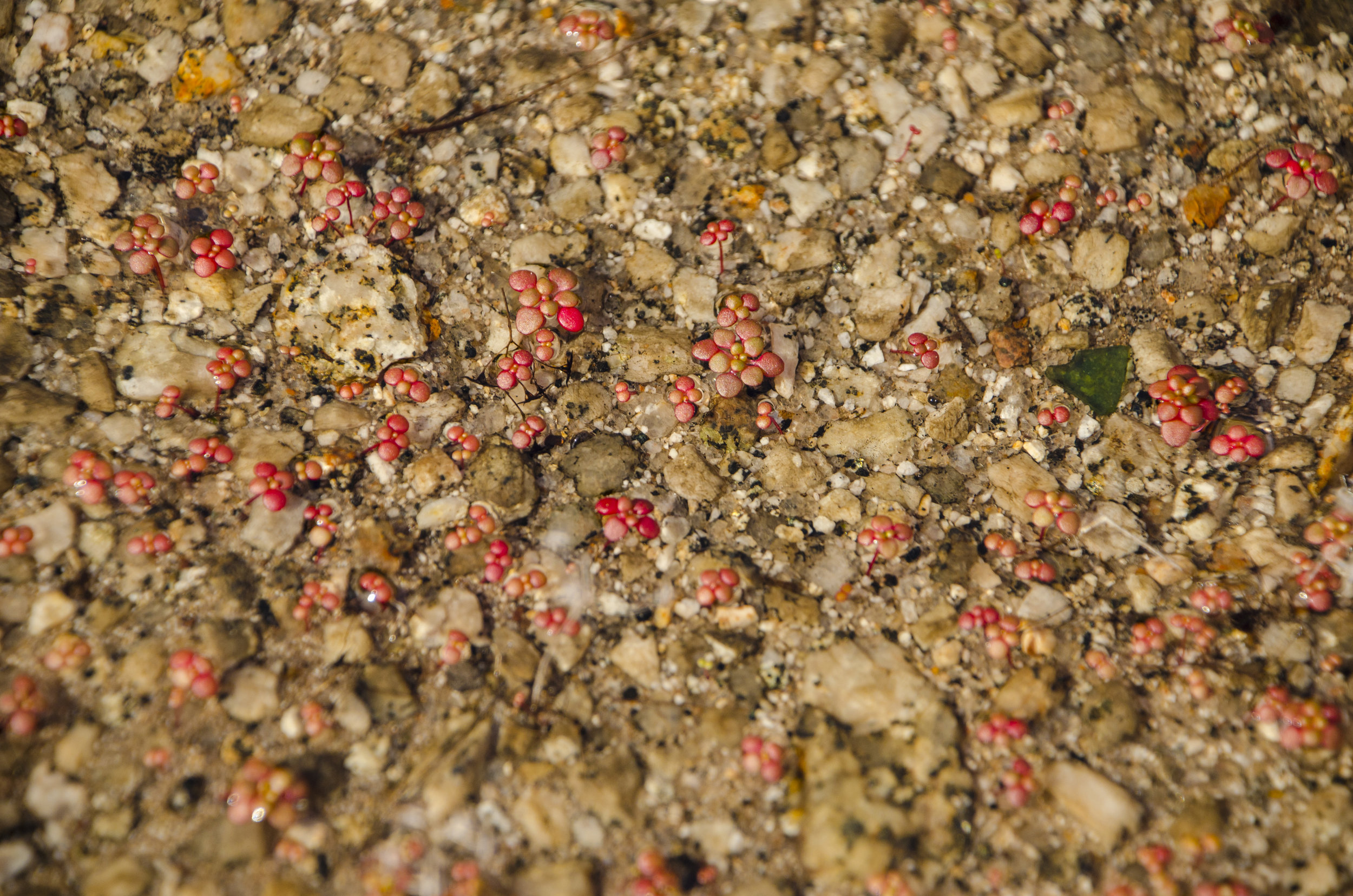 This elf orpine just sprouting in the shallow sediment bed of a pool will provide a riot of red color and small white flowers come springtime.