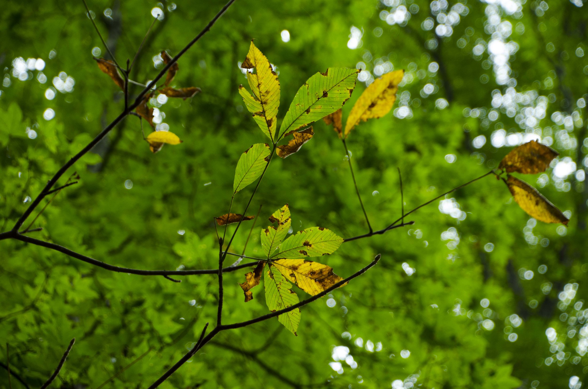 Reedy Cove Falls for Blog by DLucas_1.JPG