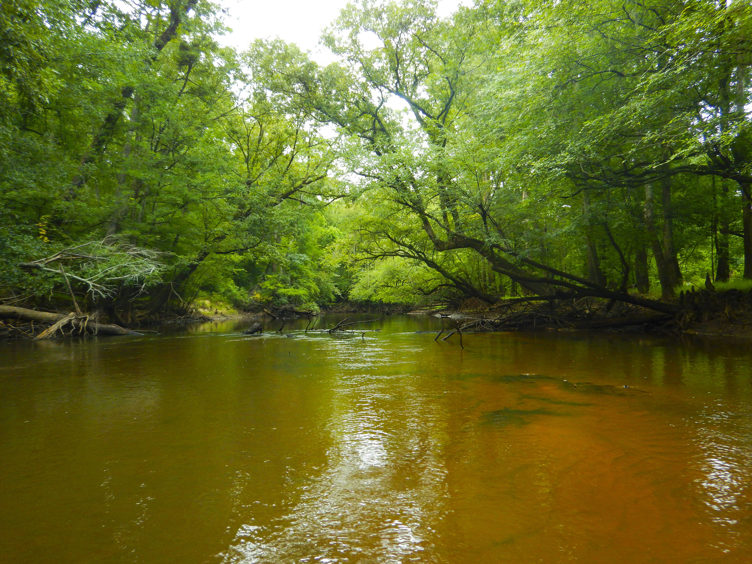 Lynches River Shots for Blog_23.JPG