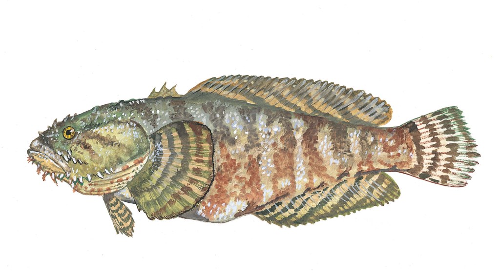 An Ode to Trash Fish: Reflections on South Carolina’s other&nbsp;Gamefish