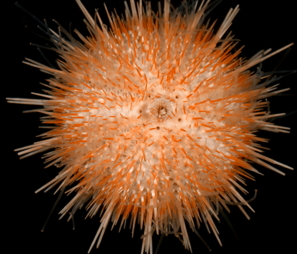 A Charleston-Born Scientist You Should Know&nbsp;About