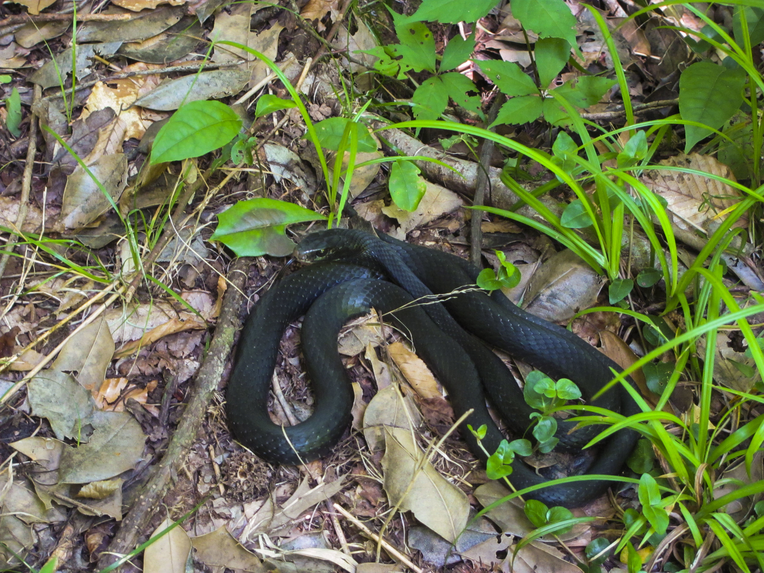 Cedar Creek Views_5.JPG