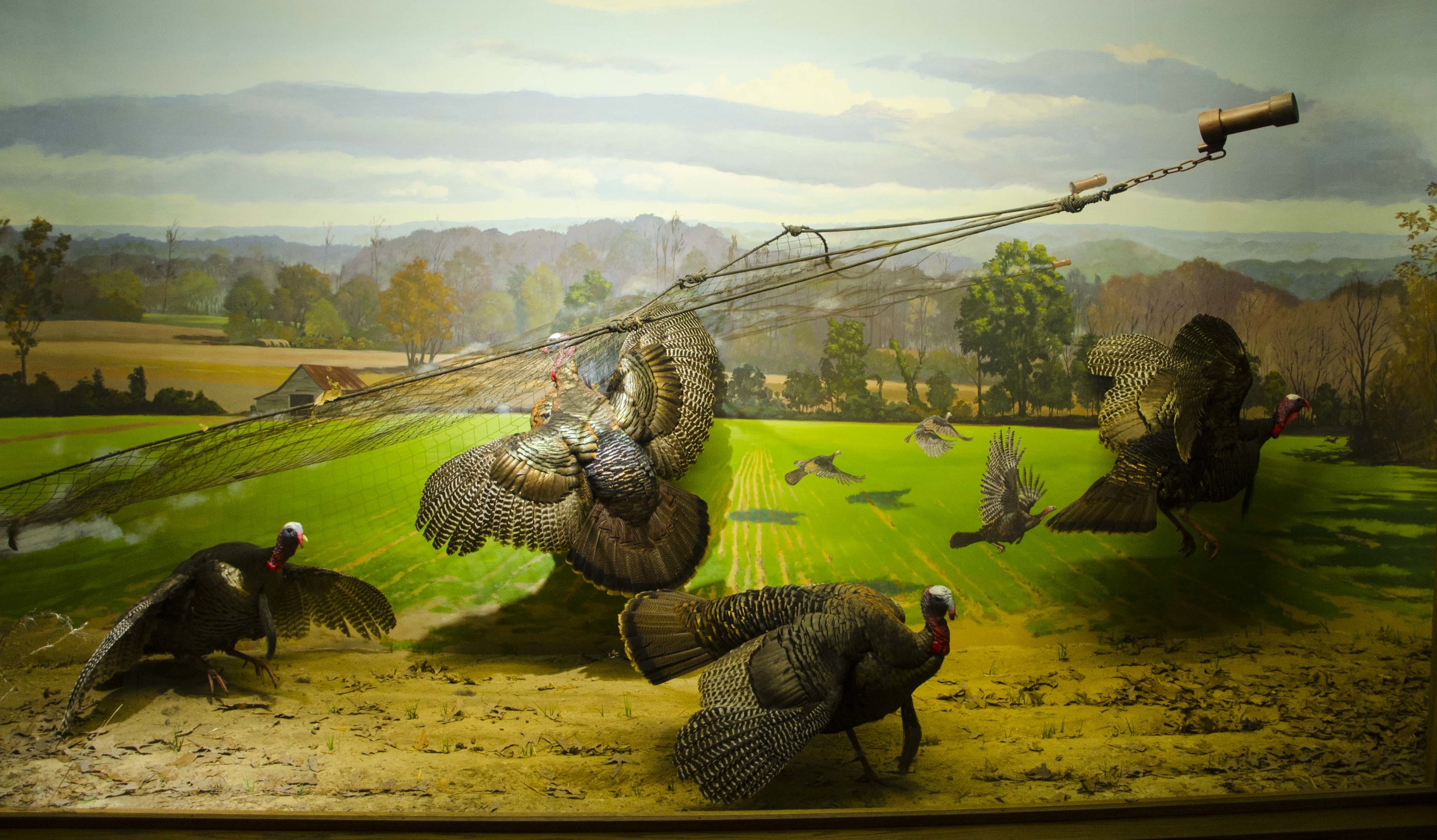  Awesome rocket-netting diorama!&nbsp;(SCDNR photo by D. Lucas) 
