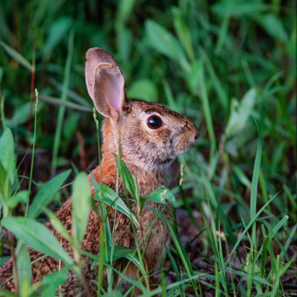 Rabbits of South&nbsp;Carolina