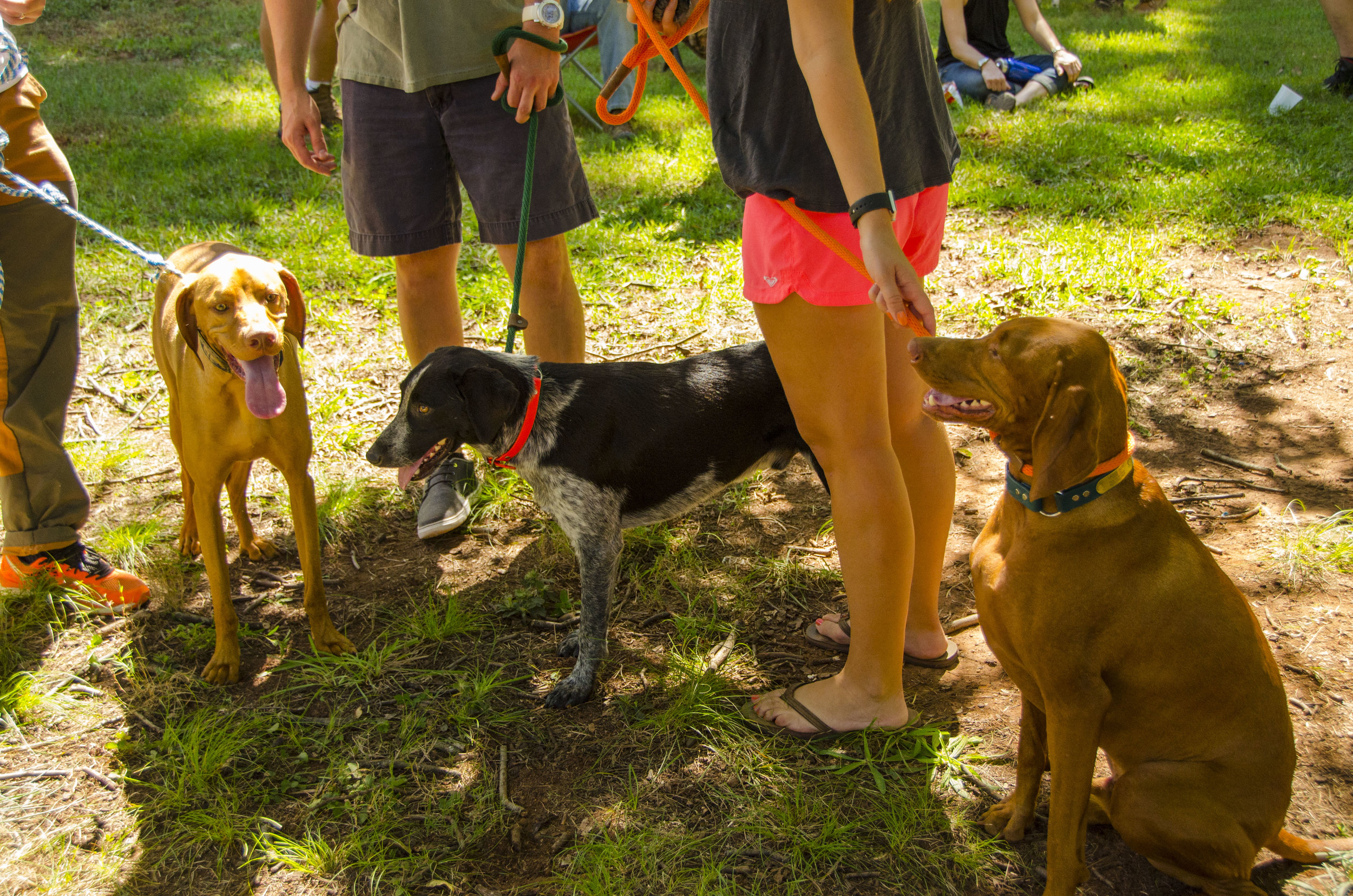 Bird Dog Revival_by DLucas_086.JPG