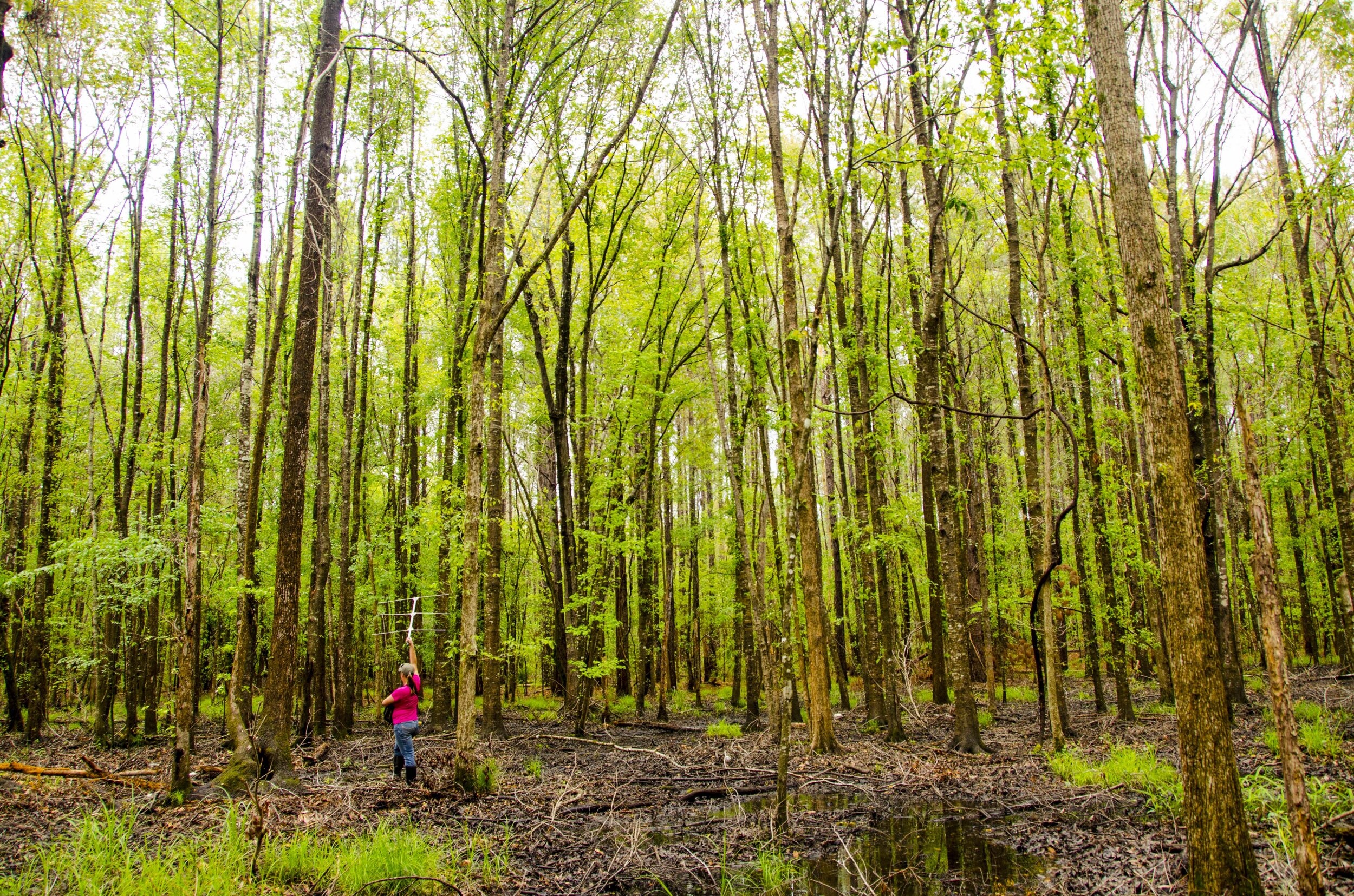 A researcher at the SCDNR’s Webb Wildlife Center searches for a signal from a backpack transmitter-tagged turkey. [SCDNR photo]