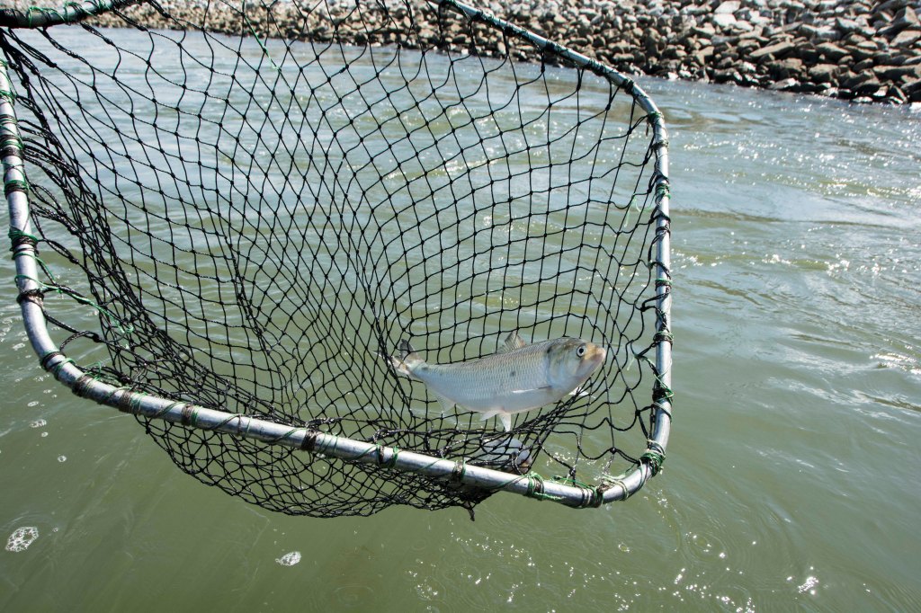 An American Shad in an electro-fishing net.