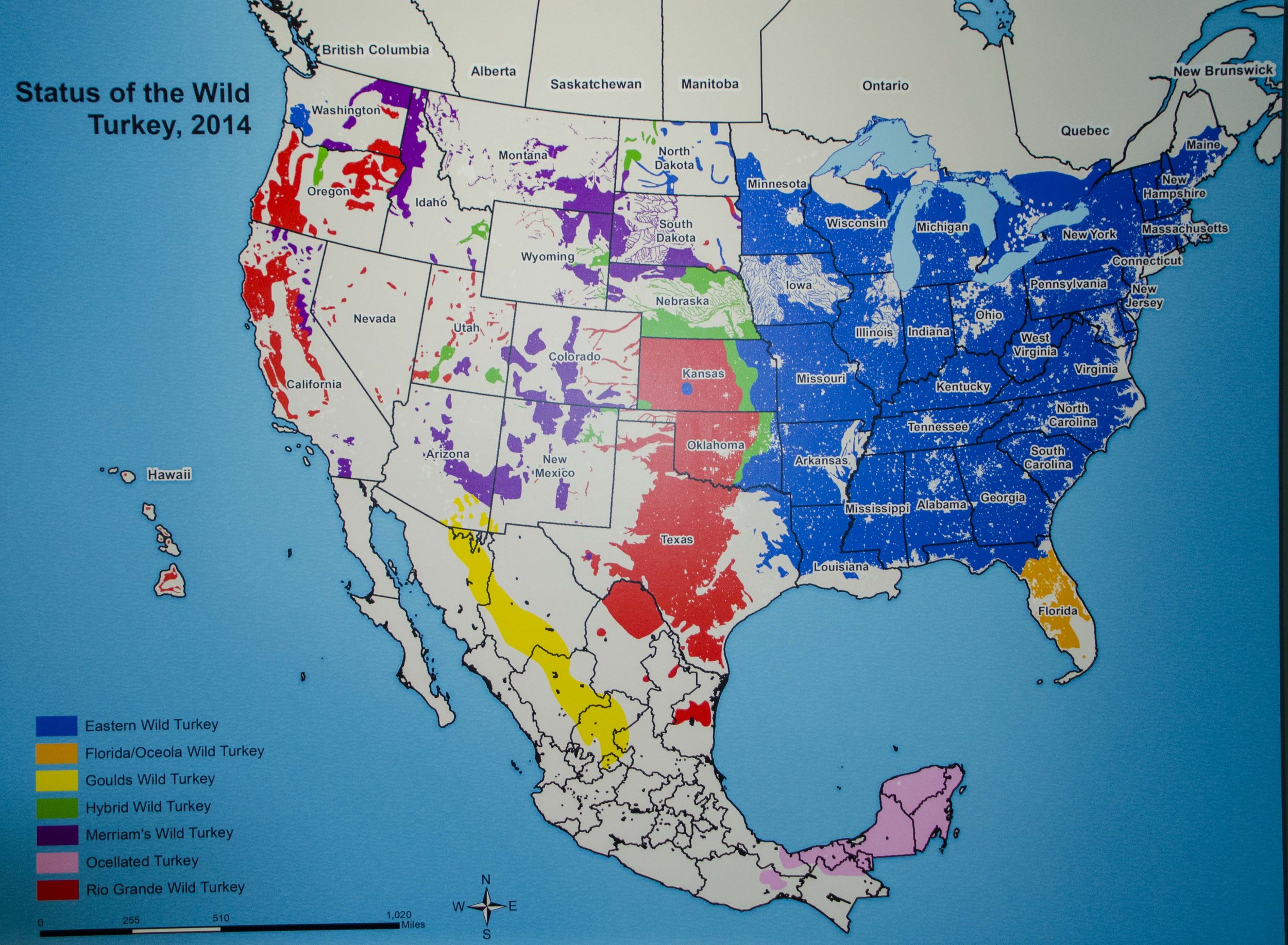  This map shows the distribution of various species of turkeys in the Americas.&nbsp;(SCDNR photo by D. Lucas) 