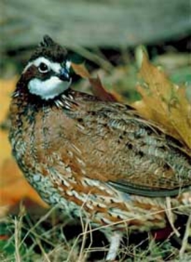 Bobwhite quail populations in South Carolina have been in decline since the 1980s. A new initiative involving incentives for private landowners to create more quail-friendly habitat aims to change that.