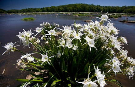 A cluster of spider lilies in full bloom.&nbsp; Photo by Perry Baker courtesy SCPRT.&nbsp;